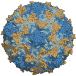 Description: https://www.kiyoi.com/wp-content/uploads/2019/12/polioviruses-150x150.png
